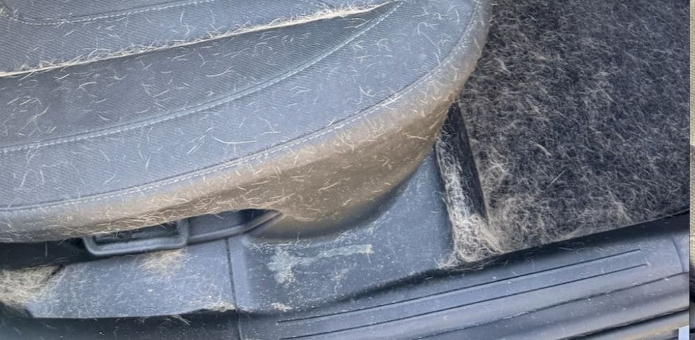 Seat base, carpet, and door sill packed with pet hair before a detail